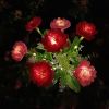 LED Solar Rose Orchid Flower Light Outdoor Garden Waterproof Simulation Lawn Lamp Wedding Party Christmas Decor Landscape Light - 7 head snowdrop red