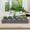 5Pcs Artificial Succulent Cactus Plants; Faux Succulent Cactus Plants with Gray Pots for Home Decor - Grey