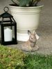 Stone-Look Bunny Garden Sculpture